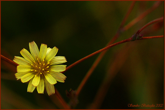 photo "Silent Ballet" tags: macro and close-up, nature, flowers