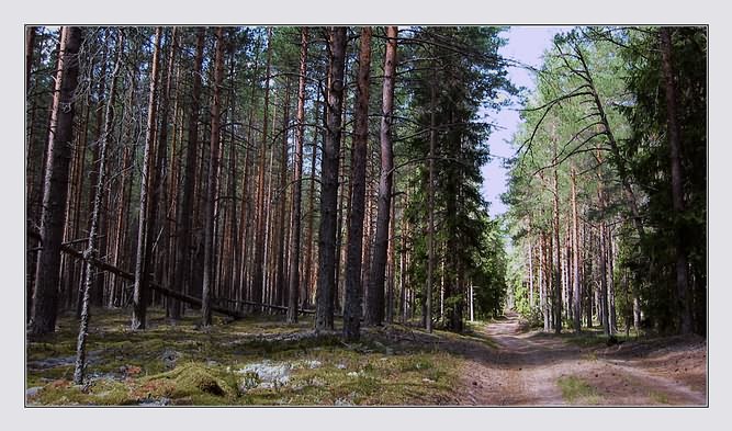 photo "in wood" tags: landscape, forest