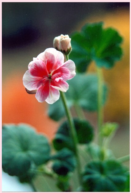 photo "Geranium" tags: nature, flowers