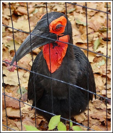 photo "A sad bird" tags: nature, wild animals