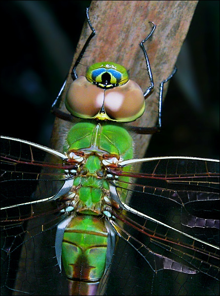 photo "Dragonfly Closeup" tags: nature, macro and close-up, insect