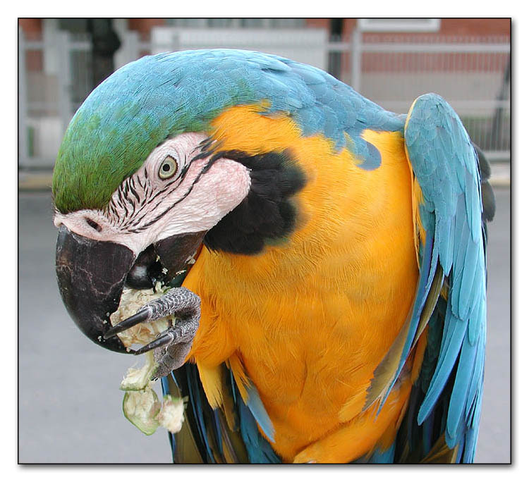 photo "Lunch Time" tags: nature, travel, South America, wild animals