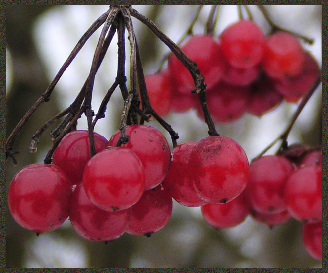 photo "Guelder-rose. Cloudy February" tags: nature, flowers