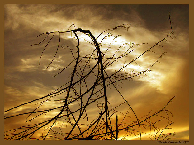 photo "Lacing the Light" tags: landscape, clouds, sunset