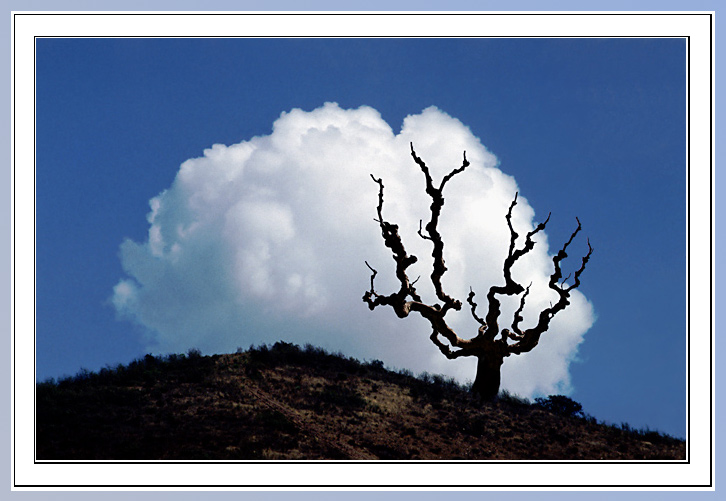 photo "The tree and cloud" tags: misc., 