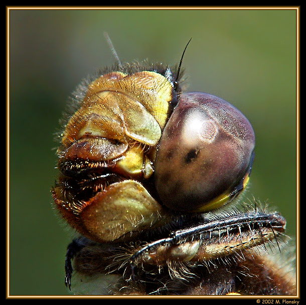 photo "Dragon Monster" tags: macro and close-up, nature, insect