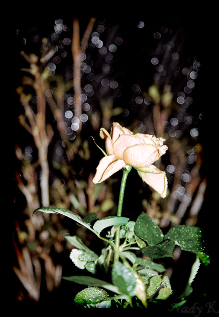 photo "The bewitched rose...In the captivated wood.." tags: misc., nature, flowers