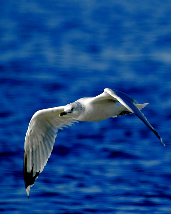 фото "Herring Gull Winter Coloration" метки: природа, дикие животные