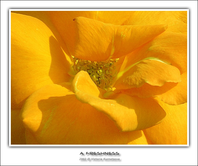 photo "A freshness" tags: macro and close-up, nature, flowers