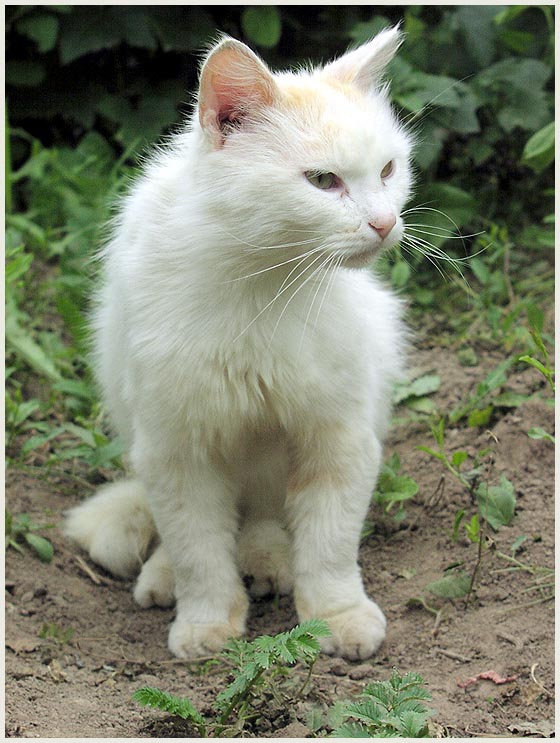photo "White cat" tags: nature, pets/farm animals