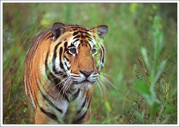 photo "The young hunter" tags: nature, wild animals