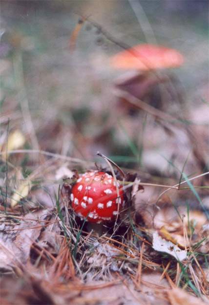 photo "Small" tags: nature, 