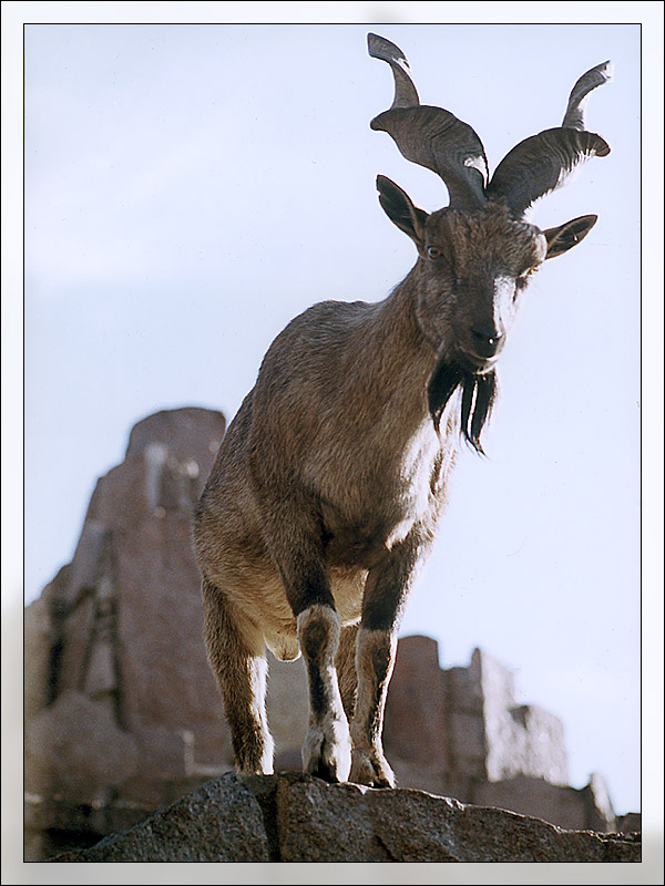 photo "Montain`s King" tags: nature, portrait, wild animals