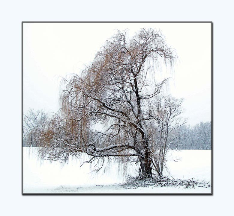 фото "Willow Tree #1" метки: разное, 