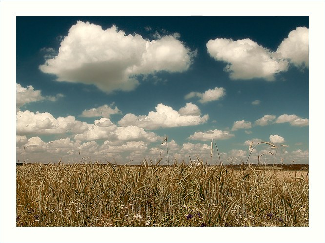 photo "Wheat on all horizon #2" tags: travel, landscape, Europe, summer