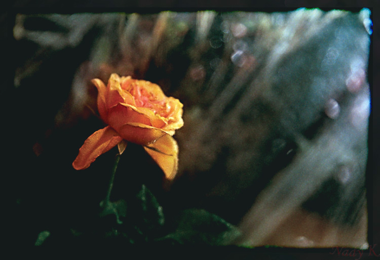 photo "Towards to love and light..." tags: nature, flowers