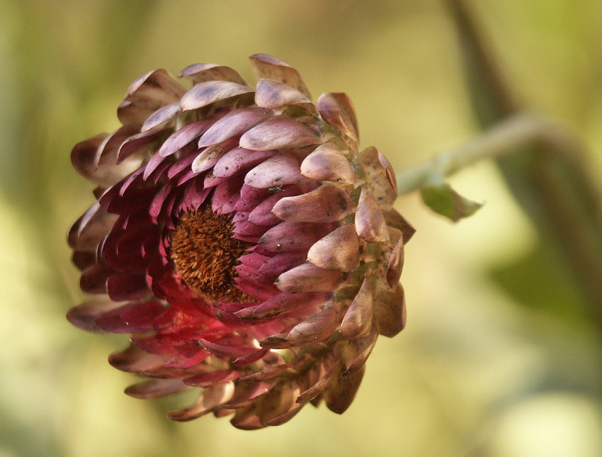 photo "bessmertnik #8" tags: nature, flowers