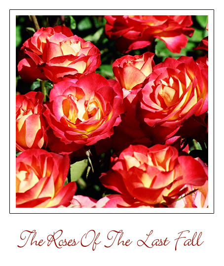 photo "The Roses" tags: nature, flowers