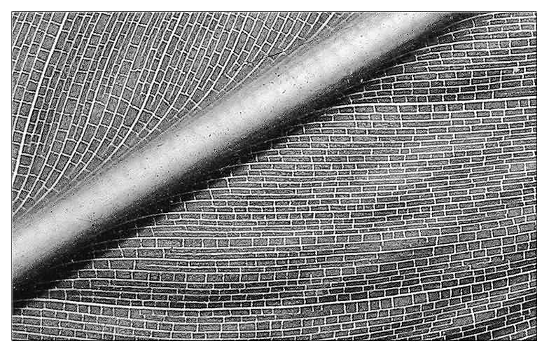 фото ""Brick_abstraction"" метки: абстракция, черно-белые, 