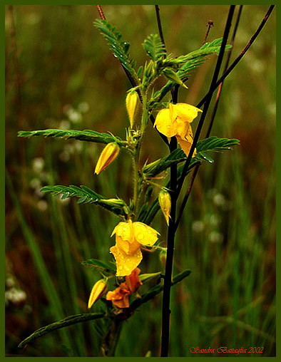 photo "Partridge Peas" tags: nature, flowers