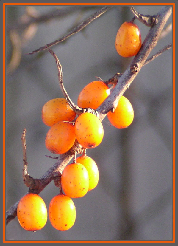 photo "Sunny  berries" tags: nature, flowers