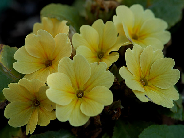 фото "Yellow Flowers II" метки: природа, цветы