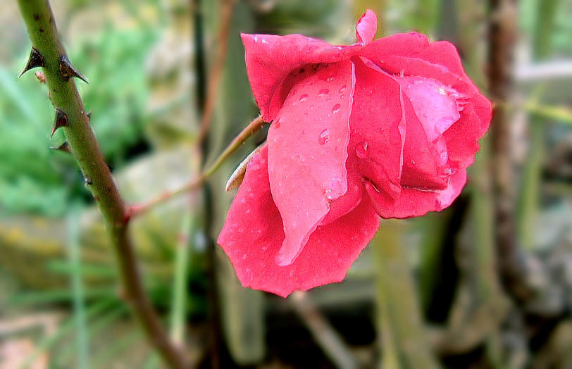 фото "3d Rose" метки: природа, цветы