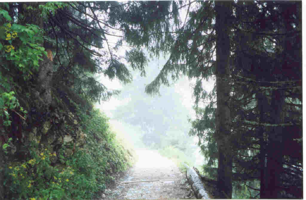 photo "The road in the future" tags: landscape, forest, summer