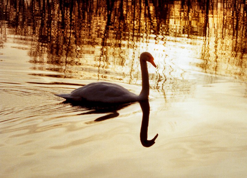 photo "the swan" tags: nature, misc., wild animals