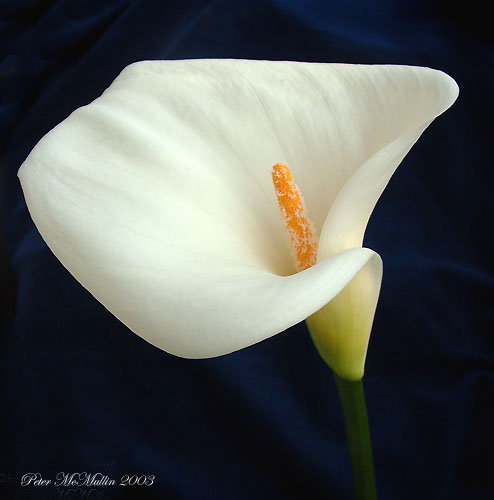 photo "Fantedeschia showing white pollen" tags: macro and close-up, nature, flowers