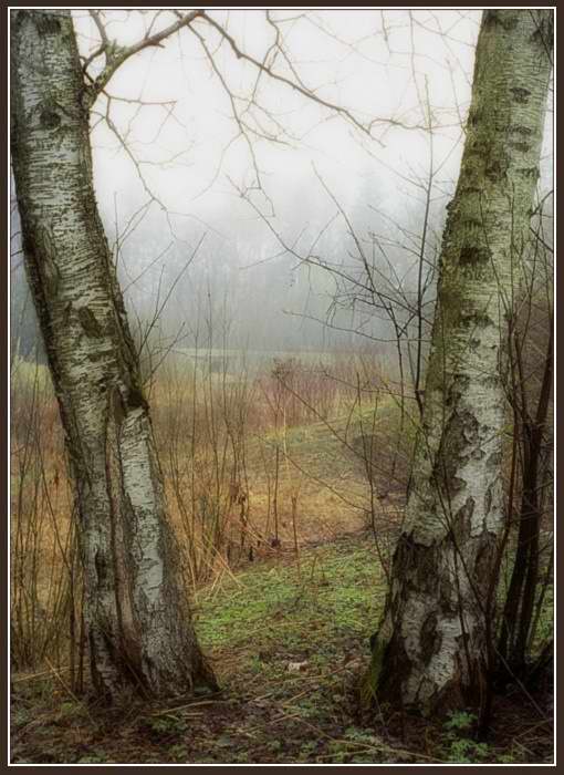 фото "Межсезонье - две березы" метки: пейзаж, лес, осень