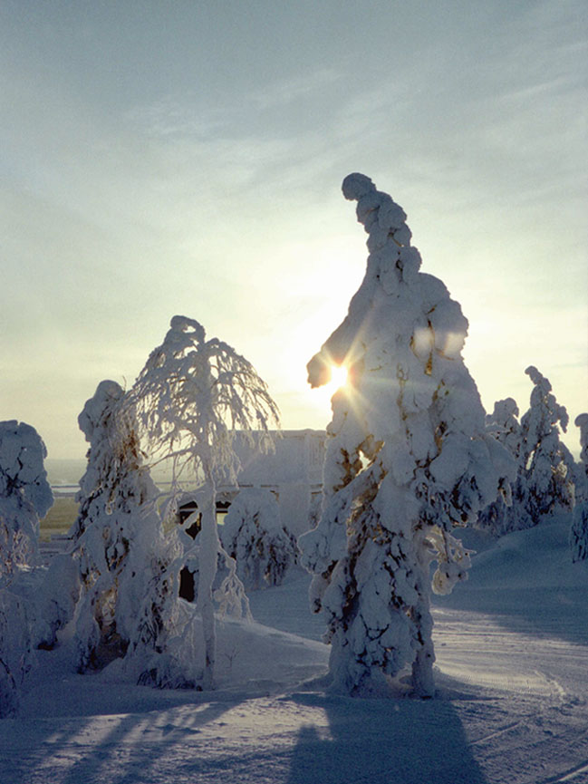 photo "Sunset in winter" tags: landscape, forest, winter