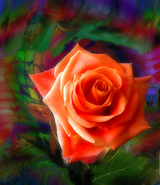 photo "Rose Garden" tags: montage, macro and close-up, 