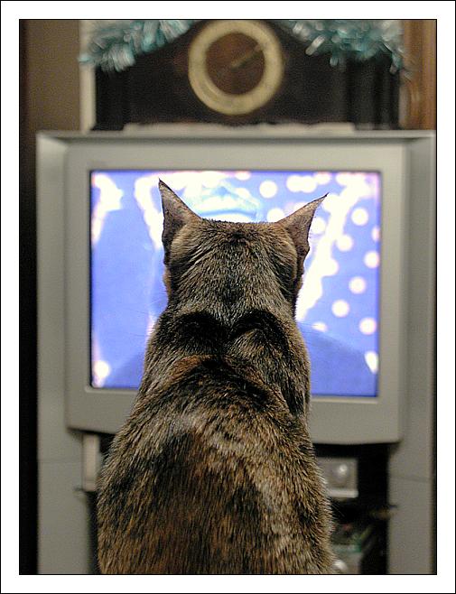 photo "Watching TV" tags: nature, pets/farm animals
