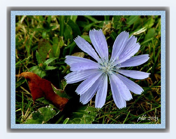 photo "Blue Flower" tags: misc., 