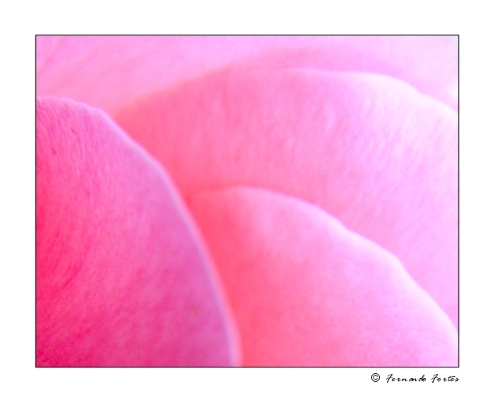 фото "Rosegarden" метки: макро и крупный план, 