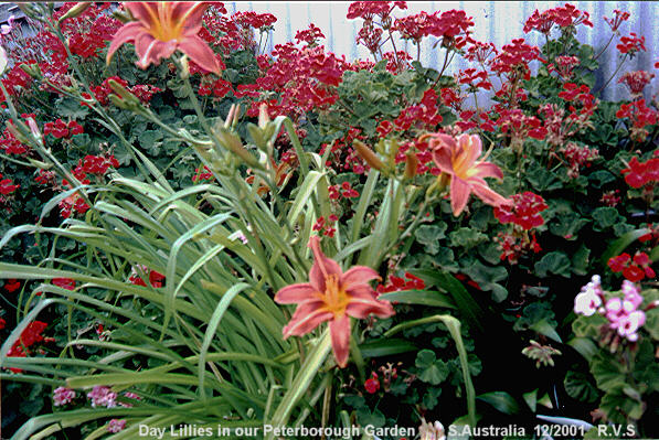 photo "Spring Flowers" tags: misc., nature, flowers