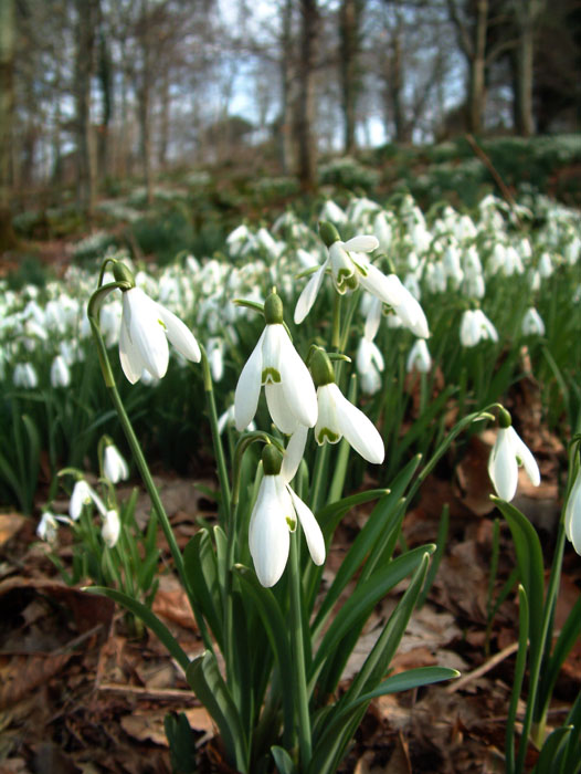 photo "Woodland snowdrops 1" tags: macro and close-up, nature, flowers