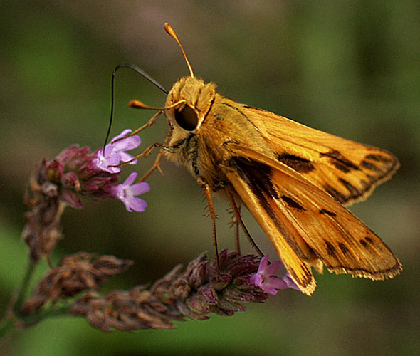 photo "Skipper" tags: nature, macro and close-up, insect