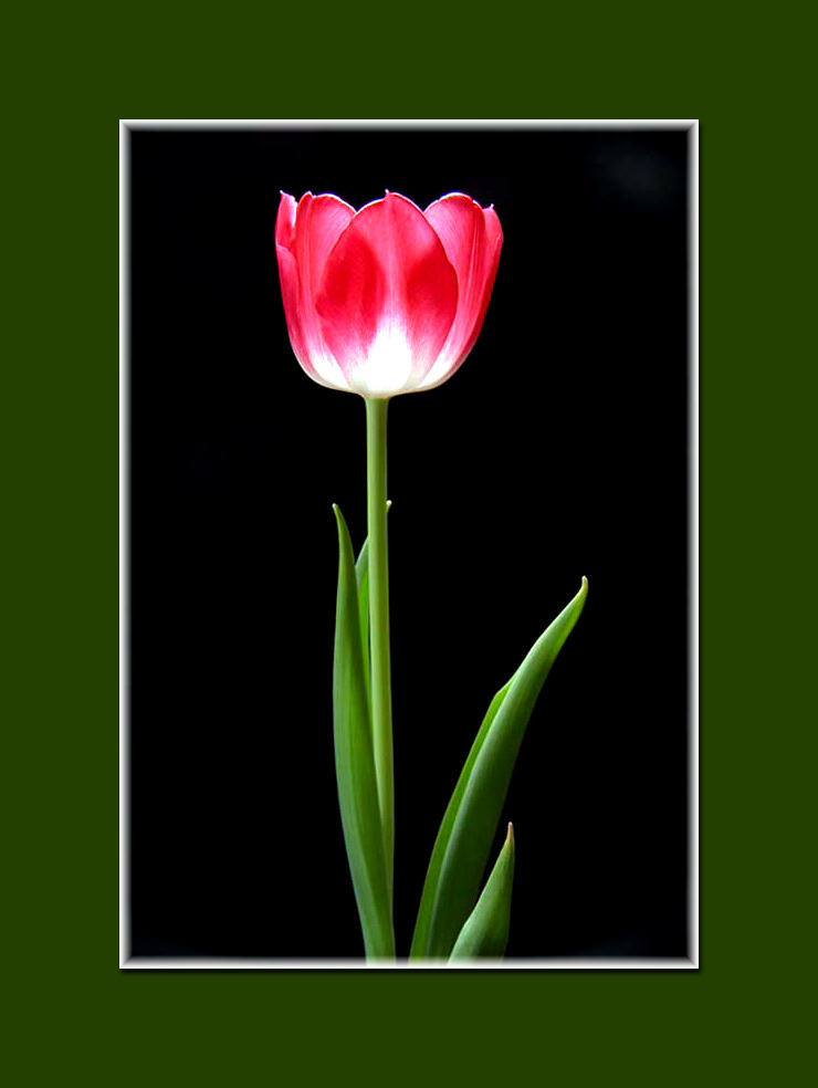 photo "Tulip" tags: misc., 