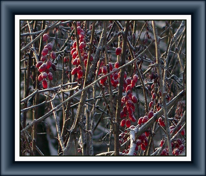 photo "In a plexus of branchess" tags: nature, still life, flowers