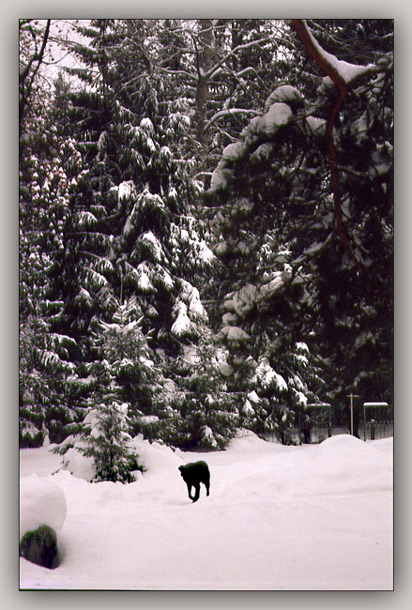photo "Black dog" tags: nature, landscape, forest