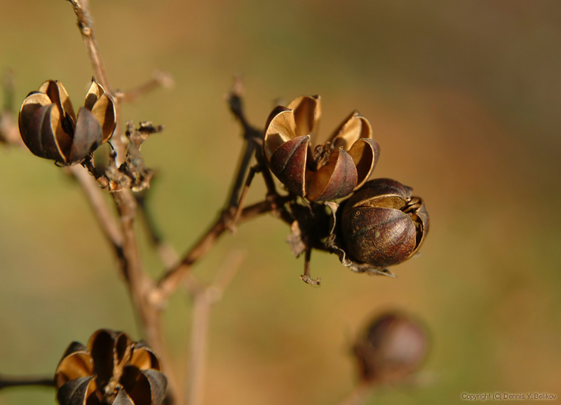 photo "Autumn #1" tags: still life, 