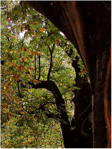 photo "The Trunk" tags: nature, flowers