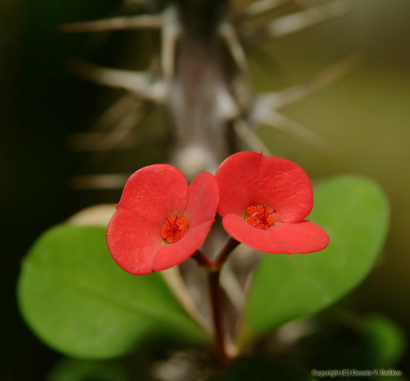 photo "The kind of beauty" tags: nature, macro and close-up, flowers