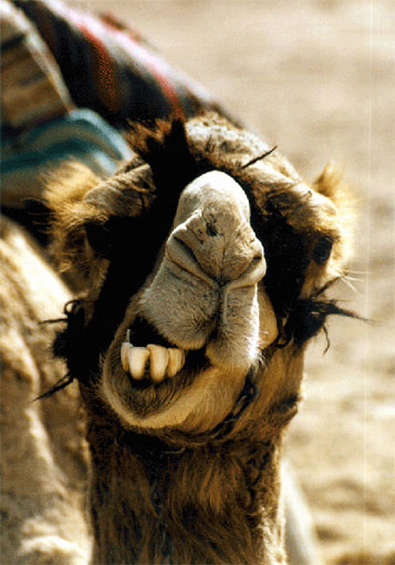 photo "My Egyptian friend" tags: humor, nature, pets/farm animals