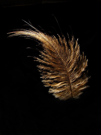 photo "Kiwi Feather" tags: nature, 