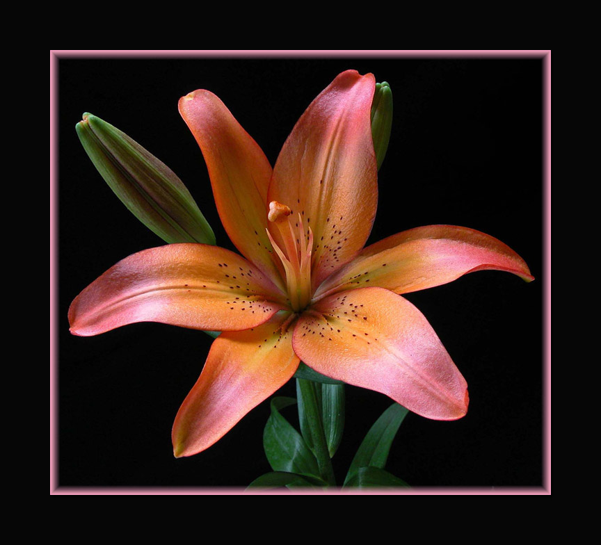 photo "Lily" tags: misc., 