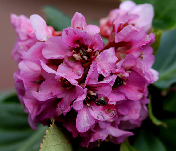 photo "Pink Flowers" tags: nature, flowers