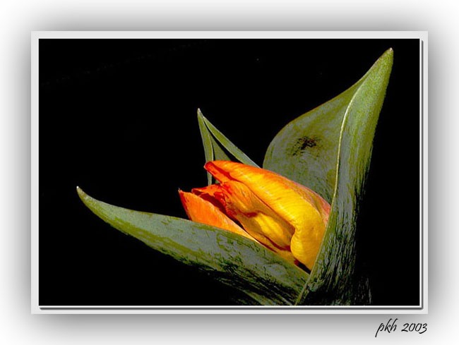 photo "Red and Yellow Tulip" tags: nature, flowers